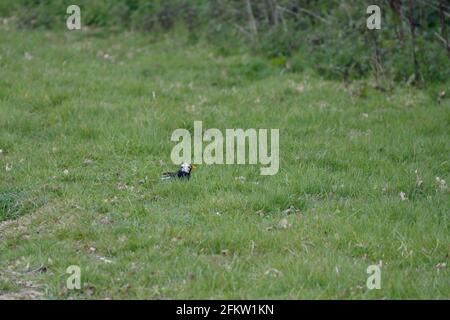 White headed Blackbird (Turdus merula) in the grass searching for food Stock Photo