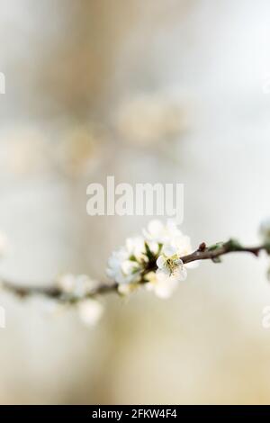 A branch of cherry blossoms in white with soft blur during spring, large copy space Stock Photo