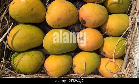 Alphonso mango or Haapus amba fruit stocked mango fruits for multipurpose use Alphonso mango or Haapus aamba fruit stocked mango fruits for multipurpo Stock Photo