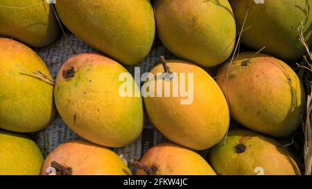 Alphonso mango or Haapus aamba fruit stocked mango fruits for multipurpose use Stock Photo