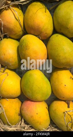 Alphonso mango or Haapus aamba fruit stocked mango fruits for multipurpose use Stock Photo