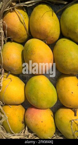 Alphonso mango or Haapus aamba fruit stocked mango fruits for multipurpose use Stock Photo