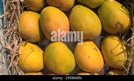 Alphonso mango or Haapus aamba fruit stocked mango fruits for multipurpose use Stock Photo