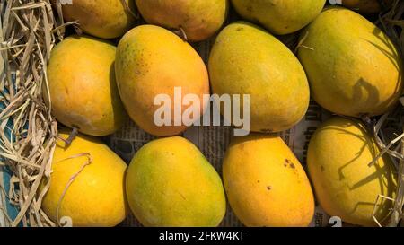 Alphonso mango or Haapus aamba fruit stocked mango fruits for multipurpose use Stock Photo