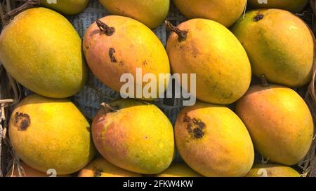 Alphonso mango or Haapus aamba fruit stocked mango fruits for multipurpose use Stock Photo