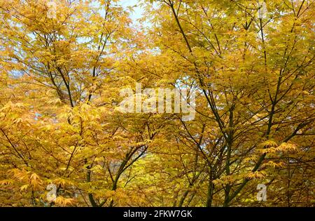 yellow spring leaves on japanese maple tree, norfolk, england Stock Photo