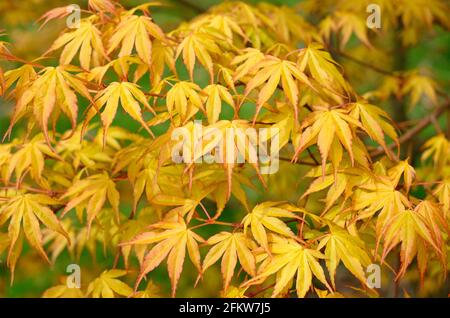 yellow spring leaves on japanese maple tree, norfolk, england Stock Photo