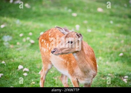 A fallow deer in the meadow Stock Photo