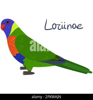 Parrot Loriinae in cartoon style on white background. Vector hand drawn illustration. Rainbow lorikeet. Stock Vector