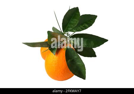 Ripe, juicy oranges with a sprig with green leaves, isolated on white. Selective focus. Stock Photo