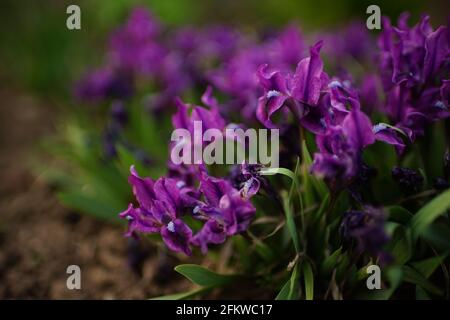 Dark purple iris flowers with green leaves grows in spring garden Stock Photo