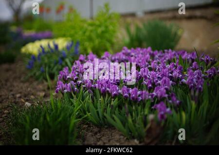 Spring garden. Purple iris flowers with green leaves grow in the ground. Stock Photo