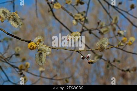 Willow Tree (Salix) spring buds, catkins and seeds, UK Stock Photo