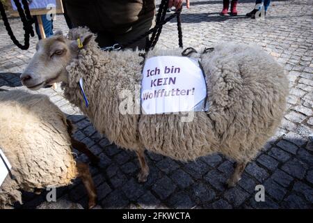 Schwerin, Germany. 22nd Apr, 2021. A sheep carries a sign with the inscription 'I am not wolf food!' on its back during a protest action by farmers against the further spread of wild wolves. The Mecklenburg-Western Pomerania Farmers' Association called for the demonstration in front of the Ministry of Agriculture at the beginning of the Conference of Environment Ministers. The farmers oppose a further growing wolf population and demand the reduction of the predators. Credit: Jens Büttner/dpa-Zentralbild/ZB/dpa/Alamy Live News Stock Photo