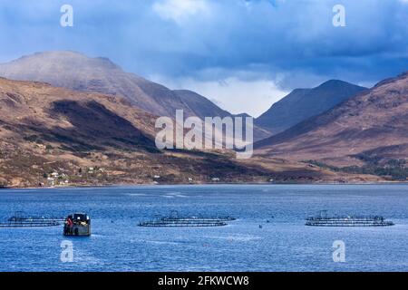 SHIELDAIG WESTER ROSS HIGHLANDS SCOTLAND SUPPLY BOAT AND SALMON FARM FISH CAGES IN UPPER LOCH TORRIDON Stock Photo