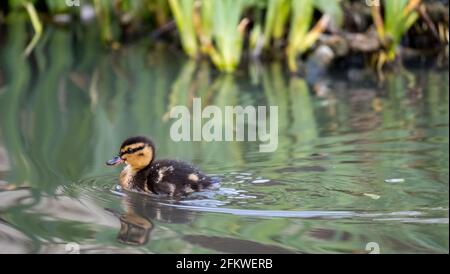 Duckling on the water in the lake at Pinner Memorial Park, Pinner, Middlesex, north west London UK, photographed on a sunny spring day. Stock Photo