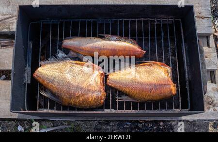 Three smoked fish in a makeshift smokehouse. Stock Photo