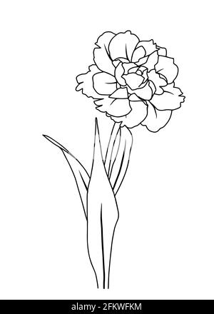 Vector illustration of a tulip. Doodle style. Suitable for design, printing, decoration, textiles, paper and colorings. Stock Vector