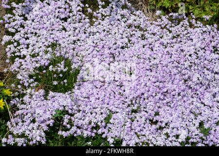 pastel violet perennial phlox paniculata fragrant flowers in the ornamental garden Stock Photo