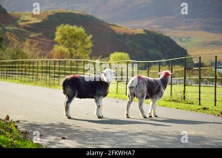 Sheep marked with colorful dye grazing by the roadside. Animals crossing the road. Adult sheep and baby lambs feeding in lush green pastures of Englan Stock Photo