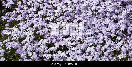 panorama look of phlox in spring bloom with tiny light violet flowers Stock Photo