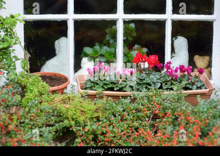 Houses of Stonethwaite village, beautifully decorated with flowers and greenery. Small village situated in the valley of the Stonethwaite Beck. Explor Stock Photo