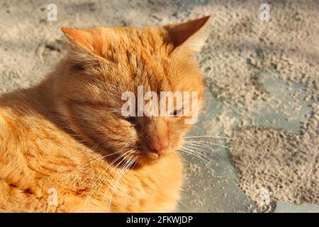 Beautiful red cat lies on the street Stock Photo