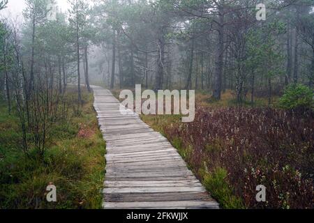 Black Moor In The Bavarian Rhön In Autumnal Foggy Misty Morning, Boardwalk, Safe Path Through The Bog Stock Photo
