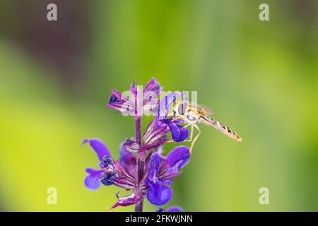 Long Hoverfly Sphaerophoria Scripta Resting On Salvia Nemorosa - The Woodland Sage, Balkan Clary, Blue Sage Or Wild Sage Stock Photo
