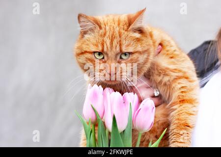 Cat and tulips. Cat and spring. Ginger cat and flowers Stock Photo