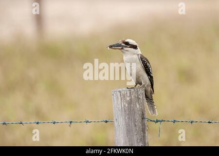laughing kookaburra, Dacelo novaeguineae, single adult perched on a fencepost, Queensland, Australia Stock Photo