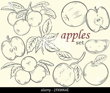 Set of apples, sketch. Vector. Hand drawing. Stock Vector