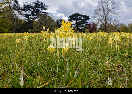 Yellow cowslips (Primula veris) growing in grass in Surrey, south-east England in spring - close-up view Stock Photo