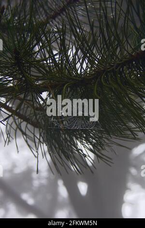 Spider web on pine tree, covered with droplets Stock Photo