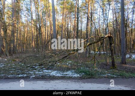 Broken tree trunk in the forest next to sidewalk after storm. Fallen trees in the woods after hurricane Stock Photo