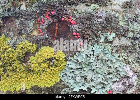 Various epiphyte lichens growing on the trunk of European ash in Finland Stock Photo