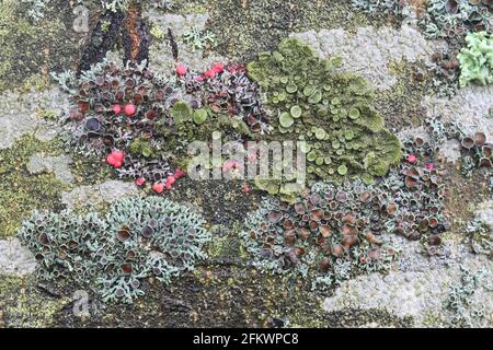 Various epiphyte lichens growing on the trunk of European ash in Finland Stock Photo