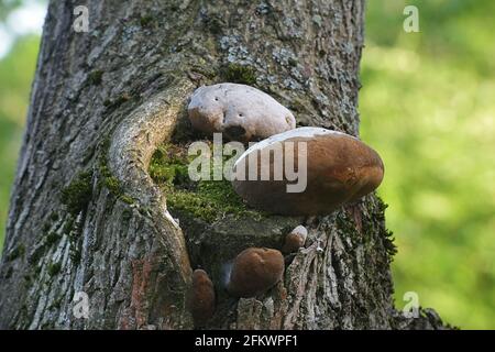 Phellinus igniarius, known as  willow bracket, or fire sponge, wild polypore from Finland Stock Photo