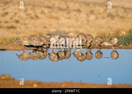 Chukar partridge  (Alectoris chukar) or simply chukar Stock Photo