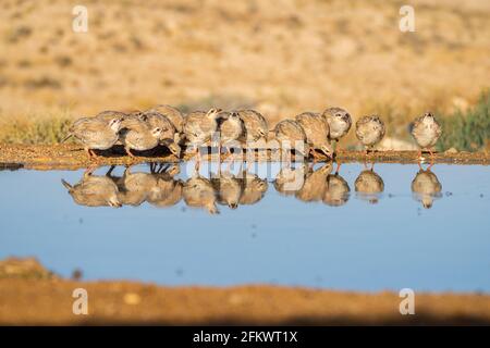 Chukar partridge  (Alectoris chukar) or simply chukar Stock Photo