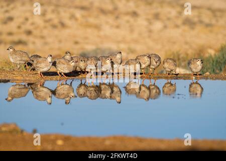 Chukar partridge  (Alectoris chukar) or simply chukar Stock Photo