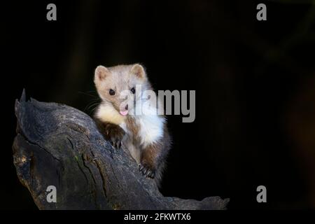 Beech marten or stone marten (Martes foina) at night on a wood branch, looking at camera with tongue out, Netherlands. Stock Photo