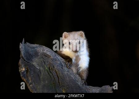 Beech marten or stone marten (Martes foina) at night on a wood branch, looking at camera, Netherlands. Stock Photo