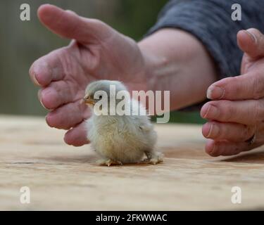 pekin chick Stock Photo