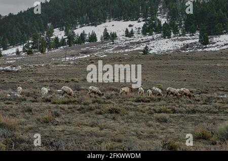 Herd of wild goats grazing on the pasture in winter Stock Photo