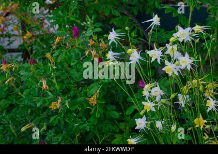 White wildflowers of Sierra columbine plant Stock Photo