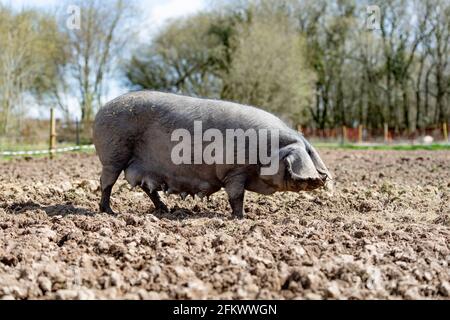 free-range pigs Stock Photo