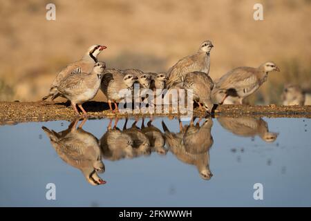 Chukar partridge  (Alectoris chukar) or simply chukar Stock Photo