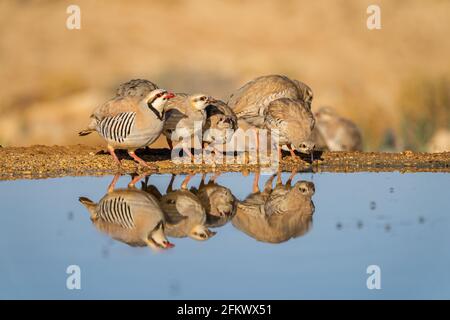 Chukar partridge  (Alectoris chukar) or simply chukar Stock Photo