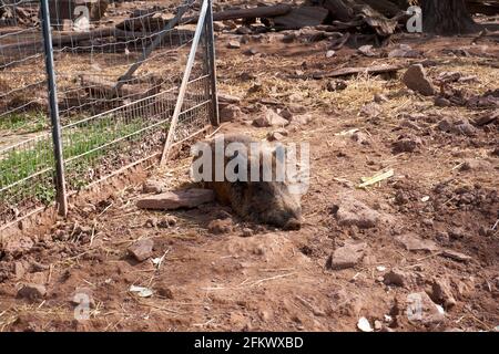 Wild boar lying on the ground on a farm Stock Photo